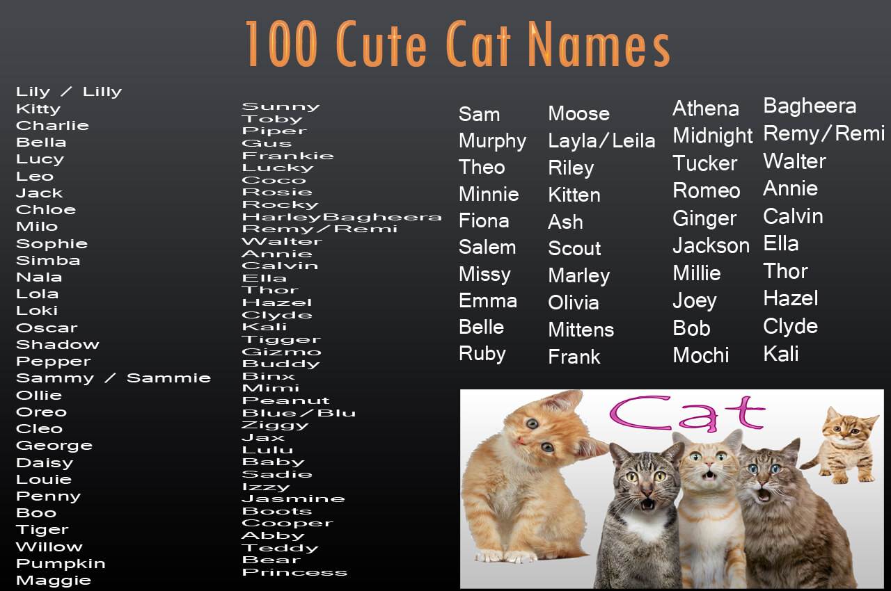 Экзотические имена для котов и кошек – 100 самых оригинальных кличек