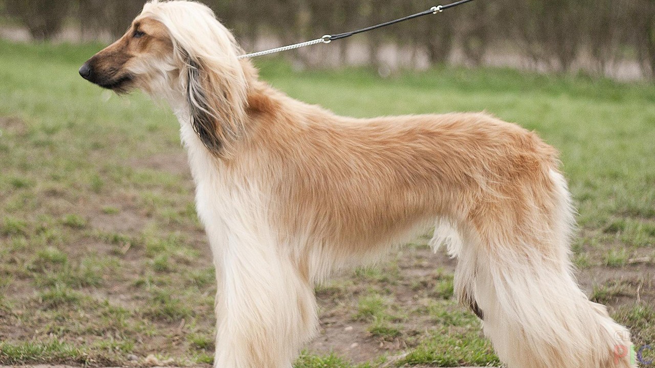 Самые популярные породы длинношерстных собак
