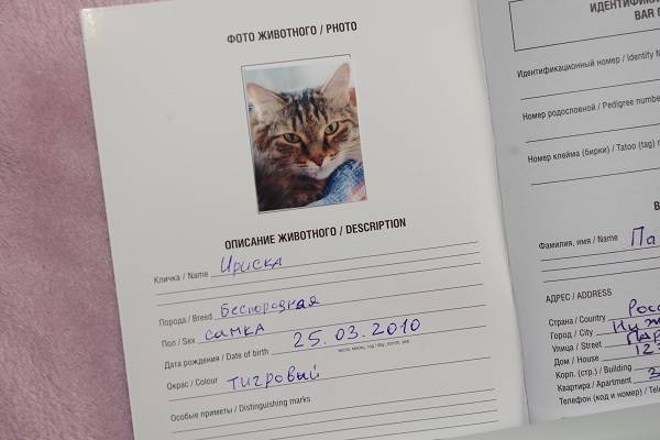 Международный ветеринарный паспорт для кошек: освещаем в общих чертах