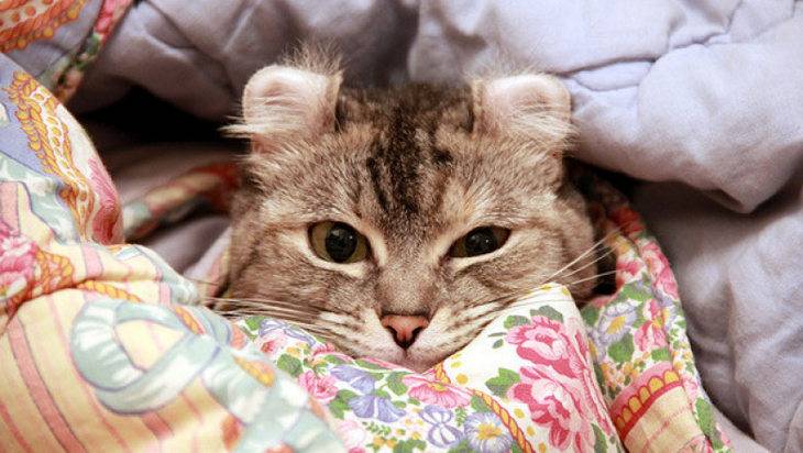 Кот или кошка прячутся под одеялом не только от холода; почему кошки любят одеяло, а кто-то даже прячет там котёнка, на что обратить внимание, если кошка мяукает и прячется под одеялом?