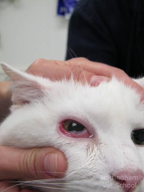 Причины появления белой пленки на глазах у кошки