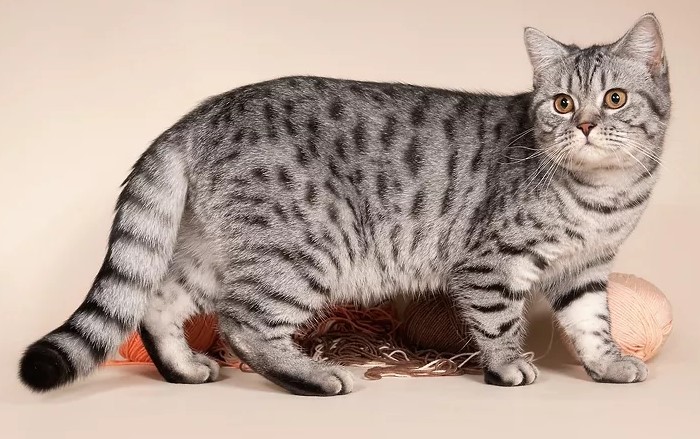 Мраморная кошка (классический табби) особенности породы