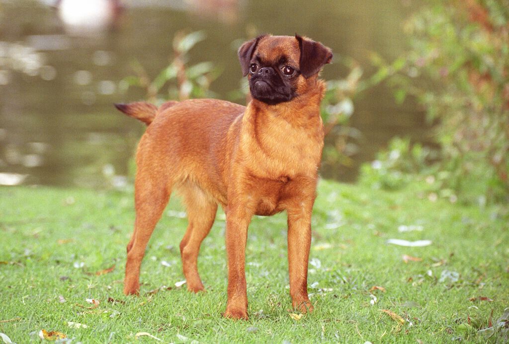 Порода пти брабансон фото и описание собак