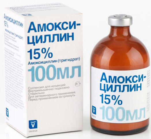 Инструкция по применению амоксоила у кошек. рассчитайте оптимальную дозу препарата. изучите широту антибактериального эффекта амоксоила у котов. улучшите эффективность терапии на 200%