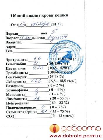Интерпретация анализов кошки (биохимический анализ крови)