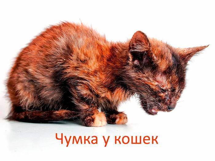Панлейкопении кошек: симптомы и лечение