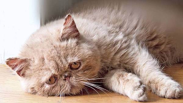 Мочекаменная болезнь у кошки: 13 симптомов указывающих на заболевание