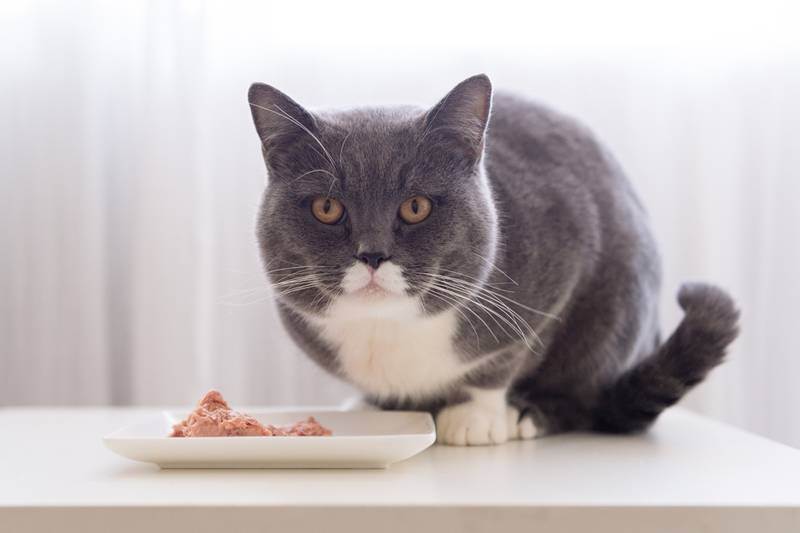 Как проявляется у кошек аллергия на корм и что делать?