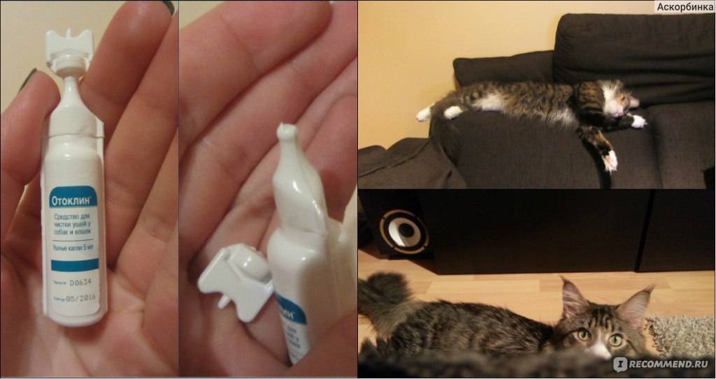 Можно ли промывать глаза хлоргексидином кошкам