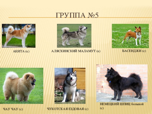 Сколько всего пород собак существует в мире: их перечень и классификация