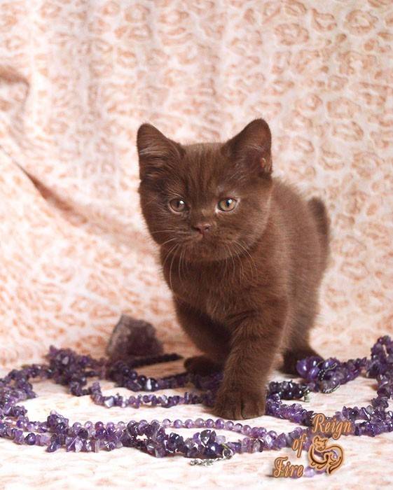 Британские кошки — описание породы, характер