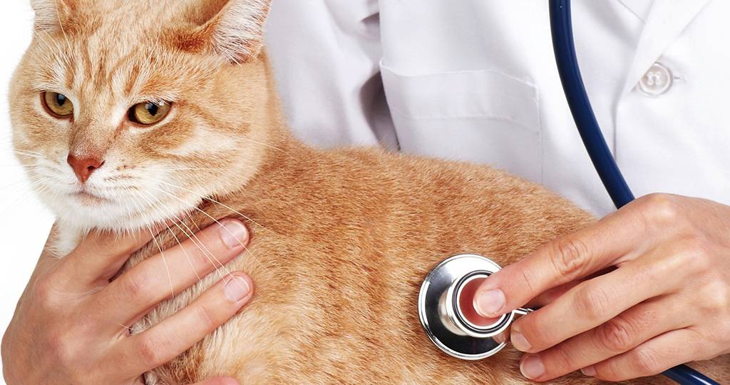 Микроспория у кошек: первые симптомы у котят и взрослых животных, методы лечения в домашних условиях