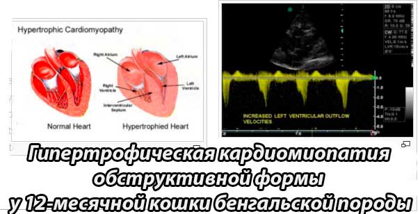 Гипертрофическая кардиомиопатия у кошек: симптомы, лечение
гипертрофическая кардиомиопатия у кошек: симптомы, лечение