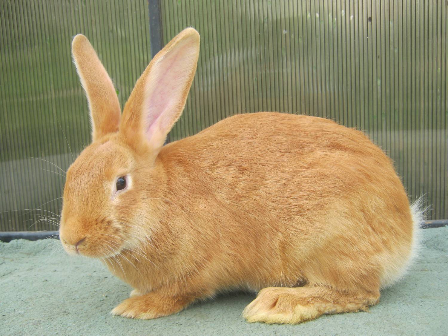 Бургундский кролик характеристики породы