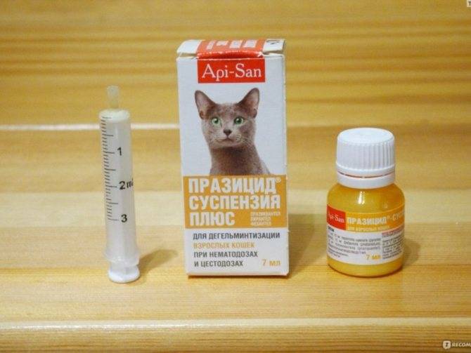 Противогельминтный препарат для кошек празицид-суспензия плюс: инструкция по применению и отзывы владельцев