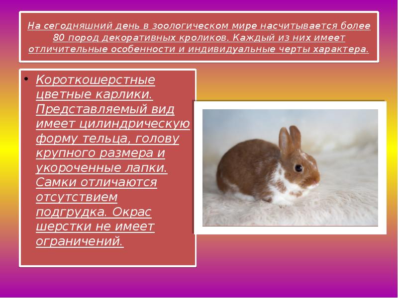 Карликовые кролики - породы, выбор, содержание, уход и вакцинация.