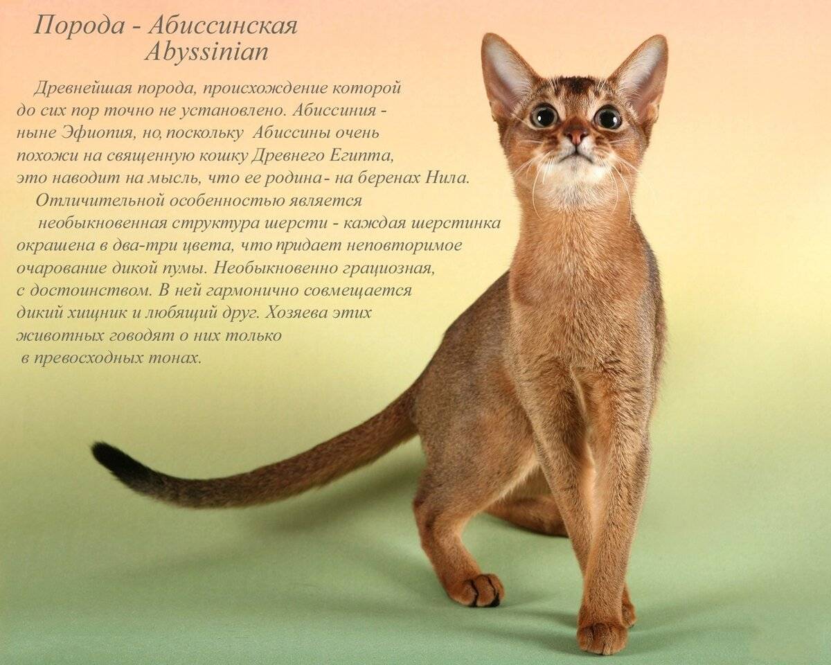 Абиссинская кошка: окрасы шерсти (дикий, голубой, соррель, фавн)