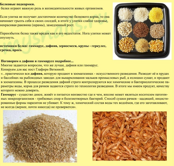 Можно ли кормить собаку кашей с тушенкой