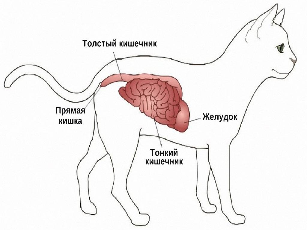 Непроходимость кишечника у кошек, что делать: симптомы и лечение