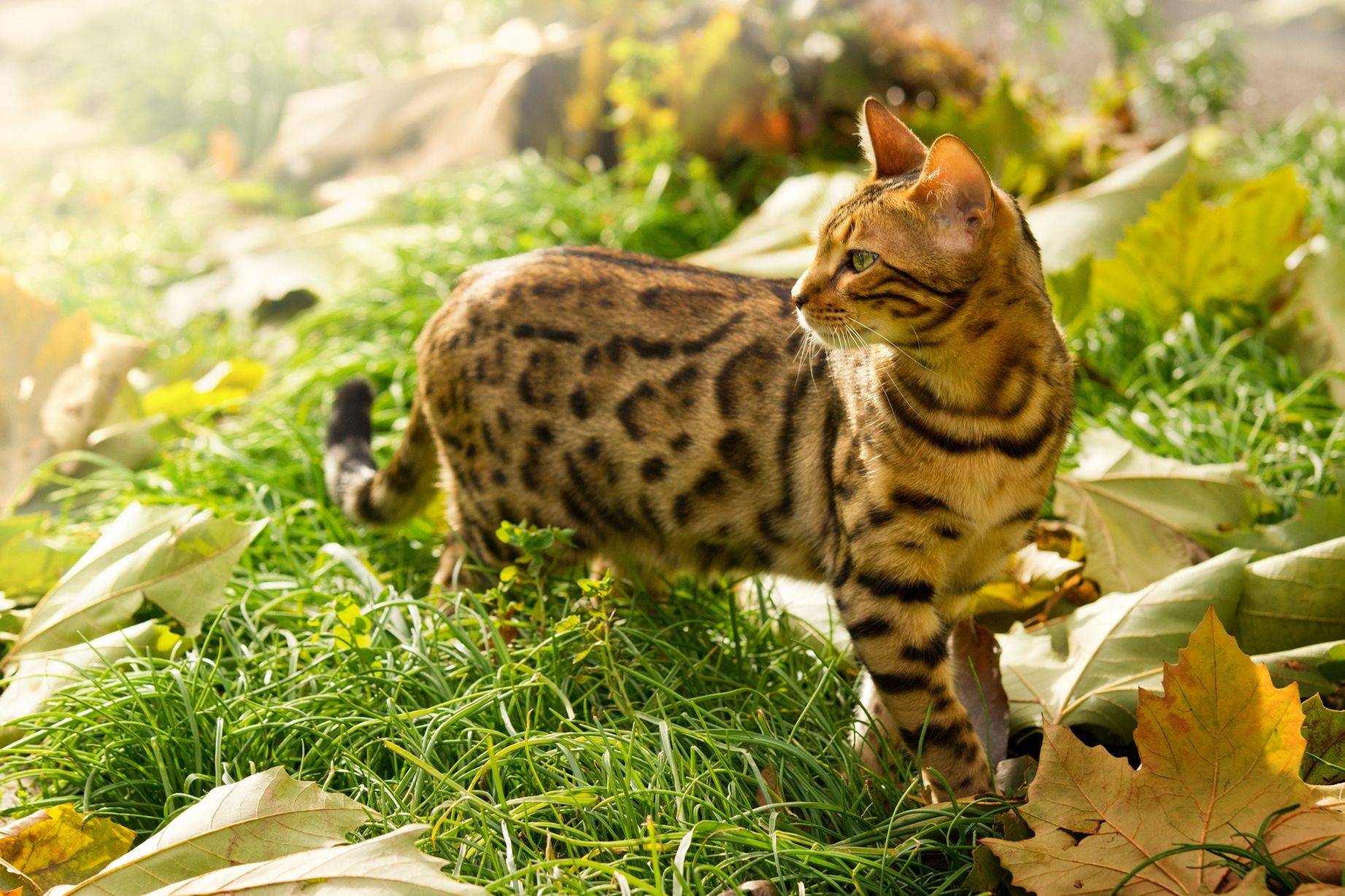 Самые маленькие породы кошек в мире: с фото и названиями