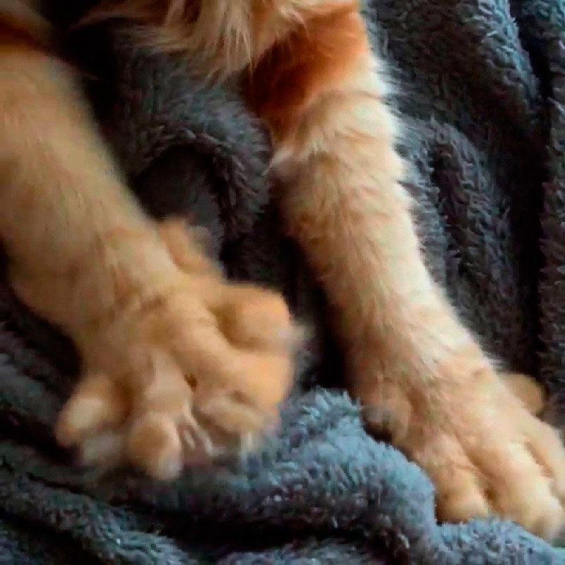 Основные причины, почему кошки мнут лапами одеяла, мебель и своего человека.