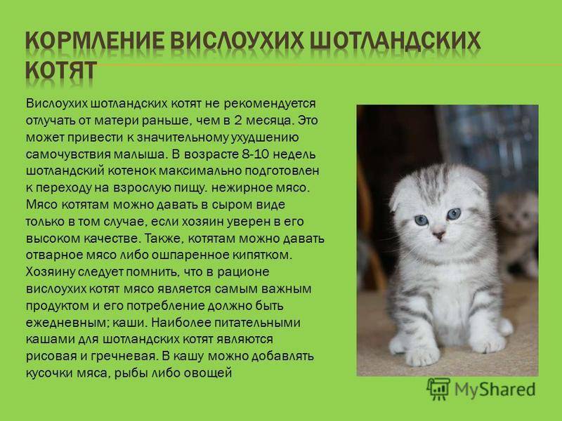 Чем кормить британских котят в домашних условиях?