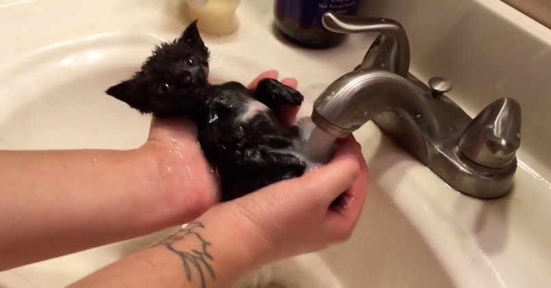 Как помыть котенка первый раз и можно ли купать котенка