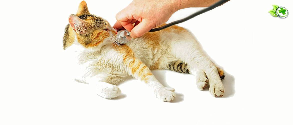 Отравление у кошки. 11 признаков по которым его можно определить