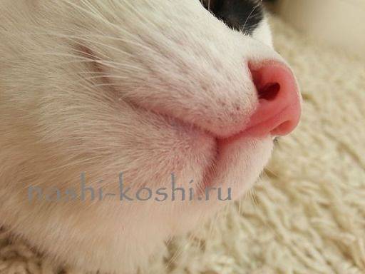 Какой должен быть нос у здоровой кошки