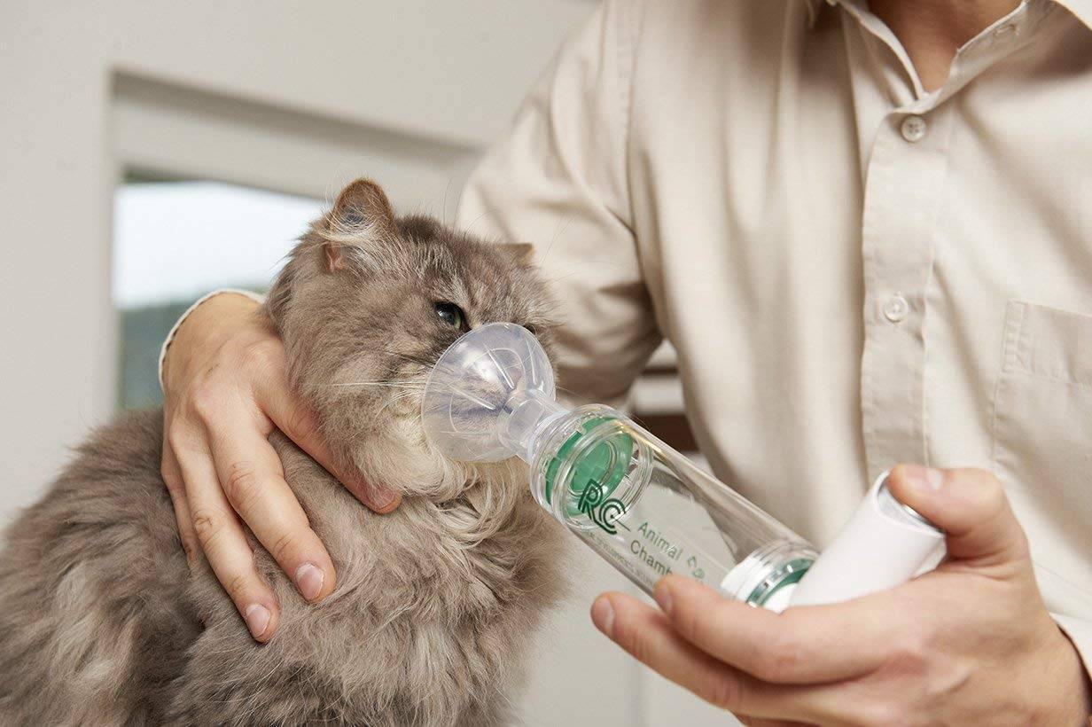Кошка перестала есть только пьет воду: причины почему кошка отказывается от еды, что делать