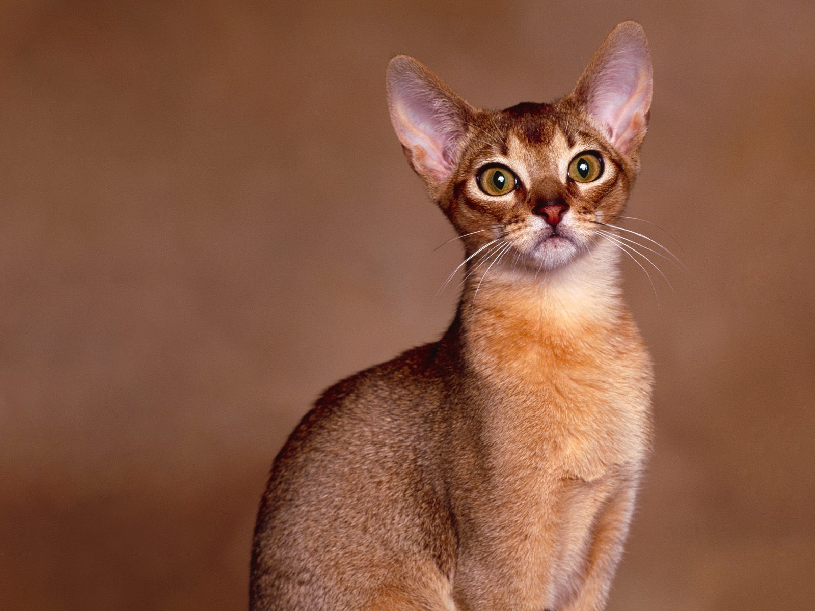 Абиссинская кошка: плюсы, минусы и особенности породы | плюсы и минусы