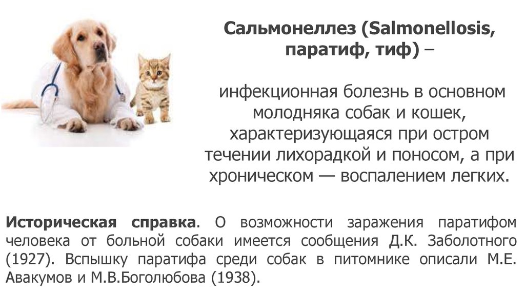 Сальмонеллез у кошек: симптомы и лечение