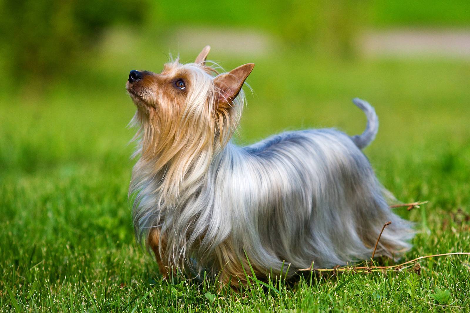 Маленькие породы собак. описание, особенности, названия и виды маленьких собак