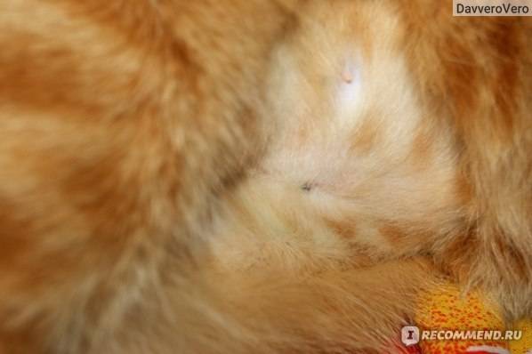 Кошка мало ест после стерилизации: когда можно кормить, режим по дням
