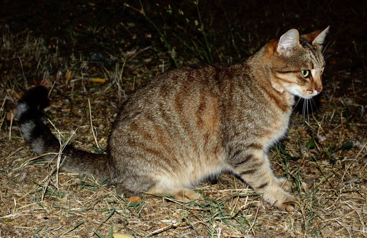 Примеры пород котов которые ловят крыс и мышей: варианты как определить охотника