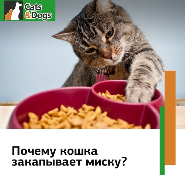 Почему кошка закапывает миску с едой, и что с этим делать