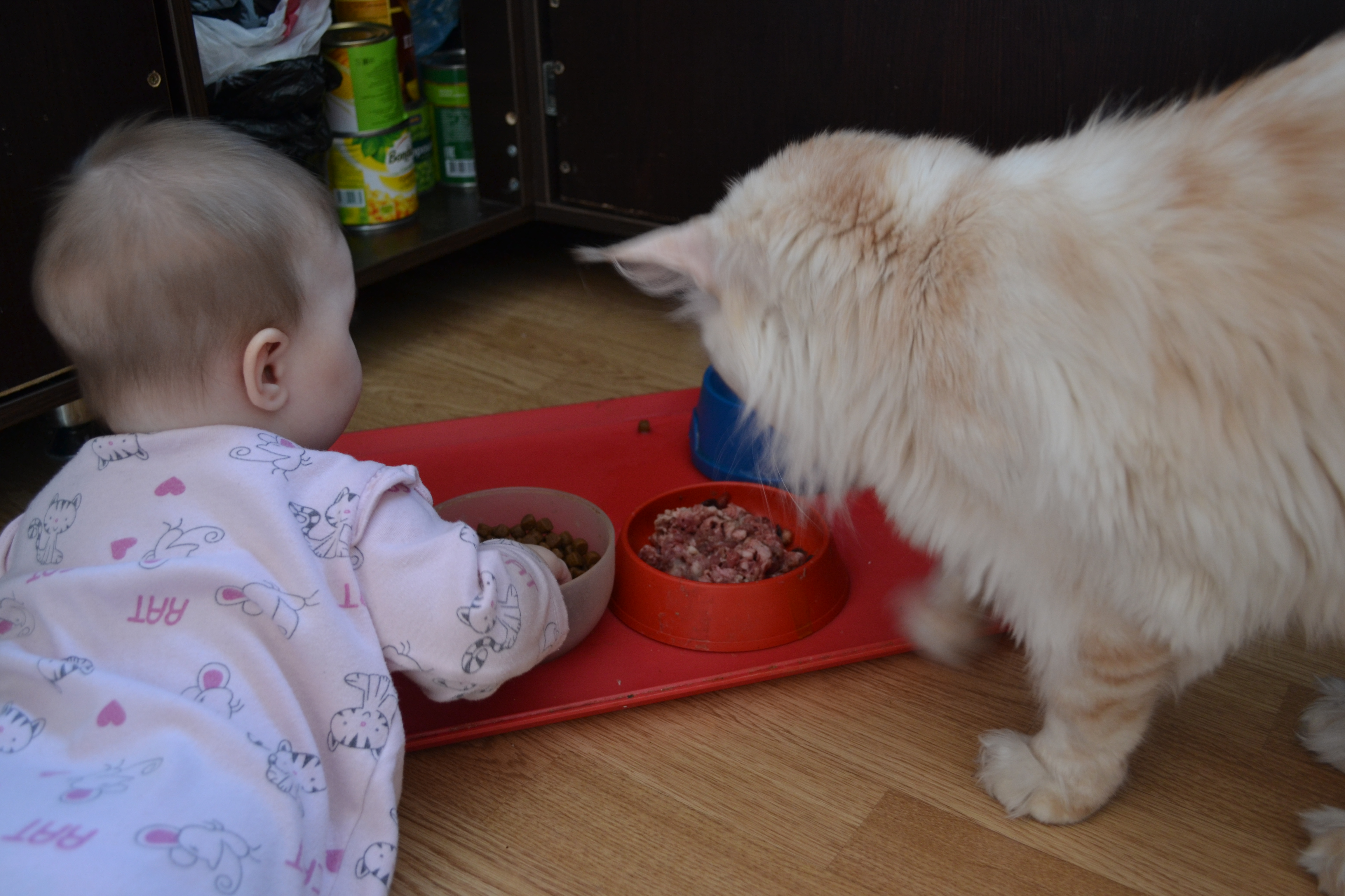 Когда котята начинают есть самостоятельно, как научить их кушать самим