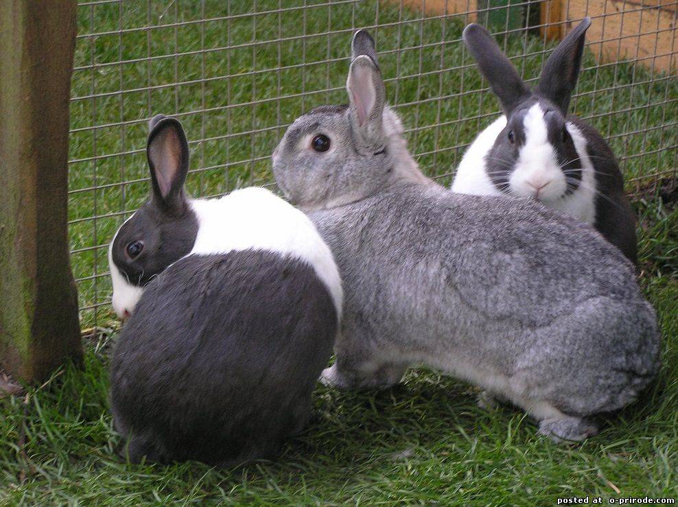 30 интересных фактов о кроликах – 30 фото - картинки