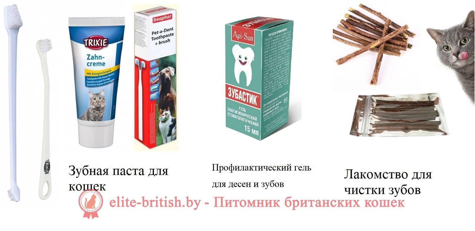 Как почистить уши кошке в домашних условиях: необходимость обработки, техника промывания