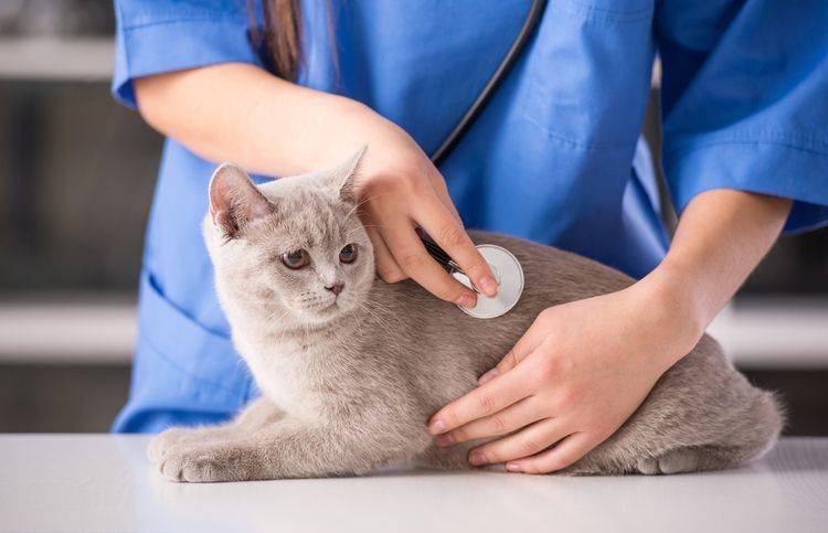 У кошки плотный живот, вздутый или горячий: причины, диагностика и лечение