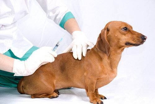 Всё о вакцинации собак | сайт о маленьких собачках и не только