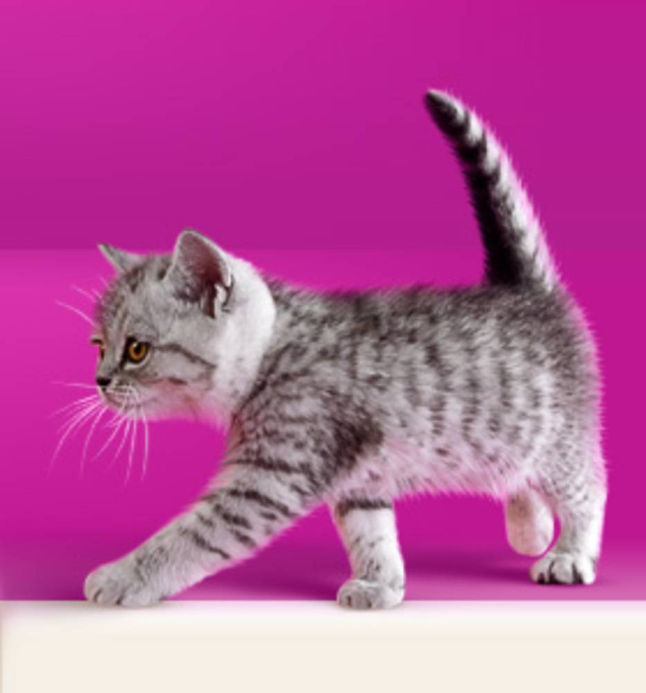 Окрас "вискас": порода кошек, снимающихся в рекламе корма "whiskas", цвет шерсти и рисунок на шубке