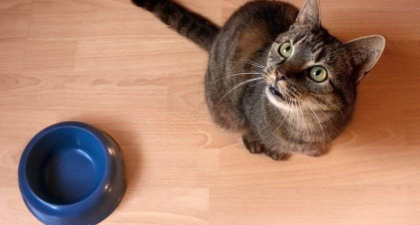 Липидоз печени у кошек: симптомы и лечение