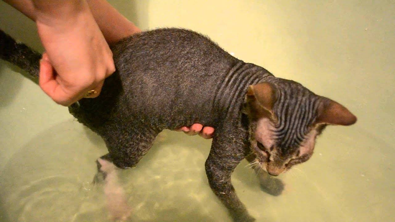 Можно ли мыть кошку во время беременности. можно ли мыть беременную кошку. купание кошек во время линьки, вакцинации и карантина - новая медицина