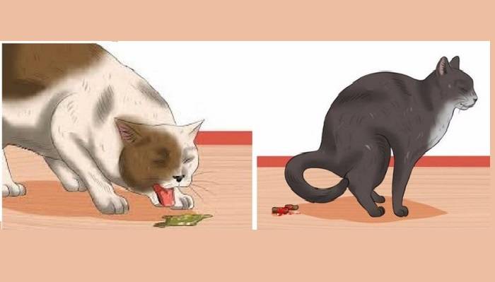 Кота рвет после еды непереваренной пищей: возможные причины и лечение