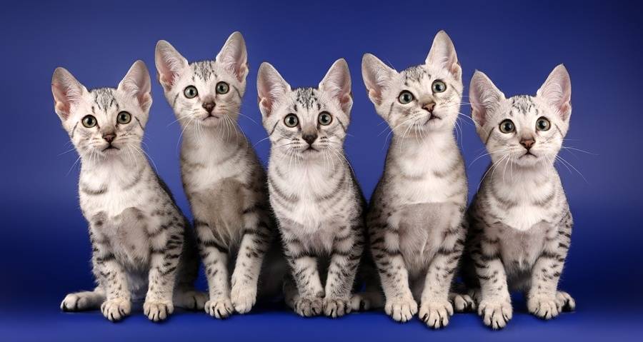 Самые дорогие породы кошек | | блог ветклиники "беланта"