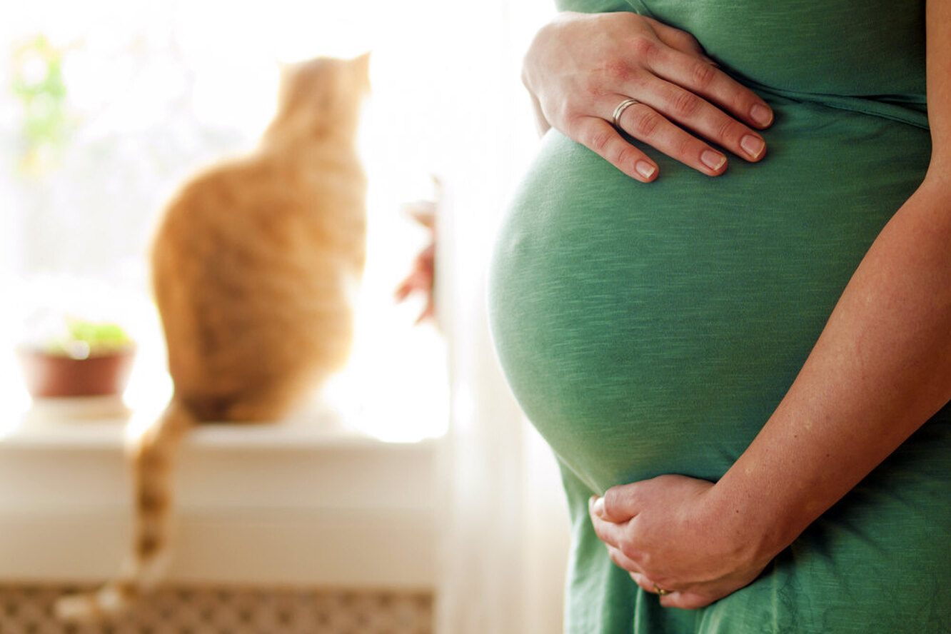 Коты в доме у беременной женщины: приметы, почему нельзя пинать или гладить кошек, и почему нельзя их бить