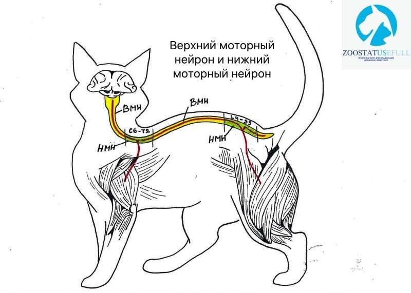 Атония мочевого у котов лечение