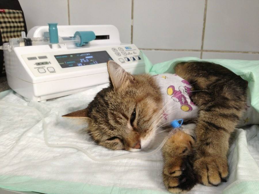 Как кошкам ставят капельницы в клинике