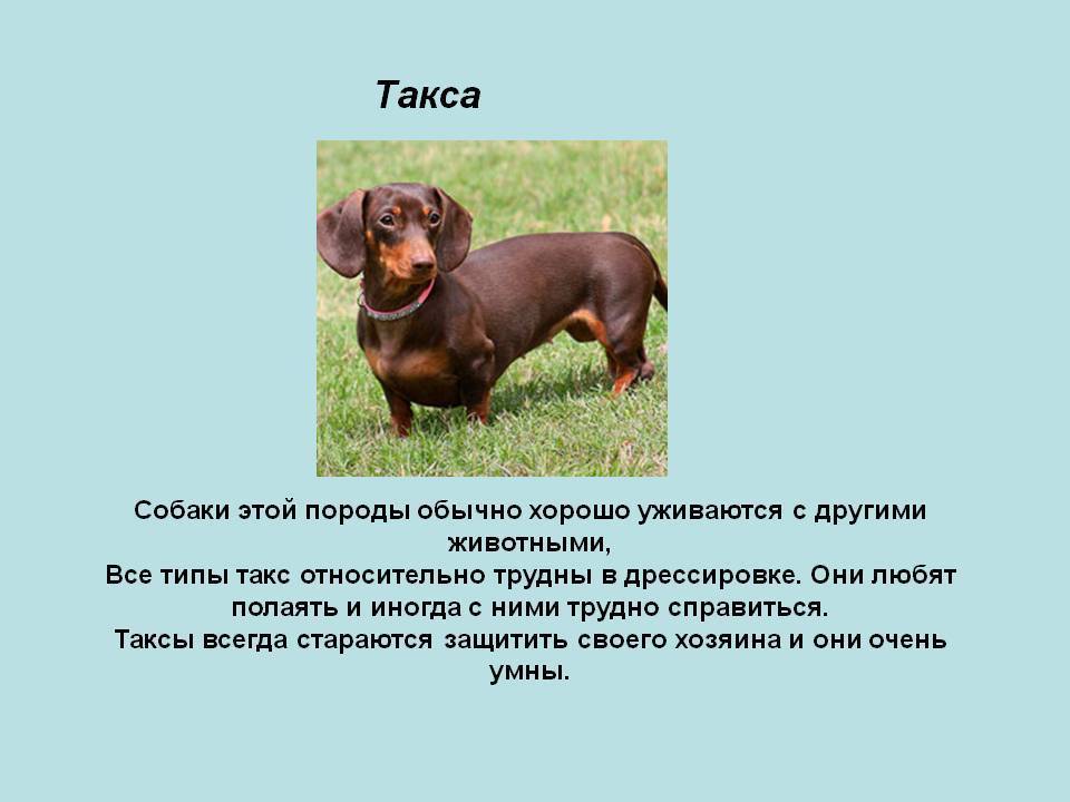 Таксы - характеристика породы, как выглядит собака, особенности по уходу за таксами